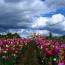 FVCW (13)-Weicht-Ulrich